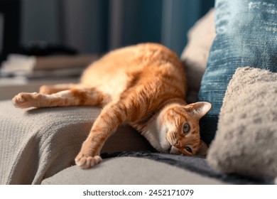 brown tabby cat with green eyes lying on a gray sofa - Powered by Shutterstock