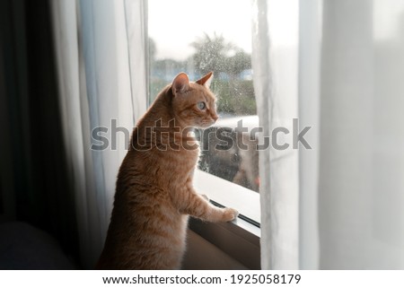 brown tabby cat with green eyes looks outside from the window