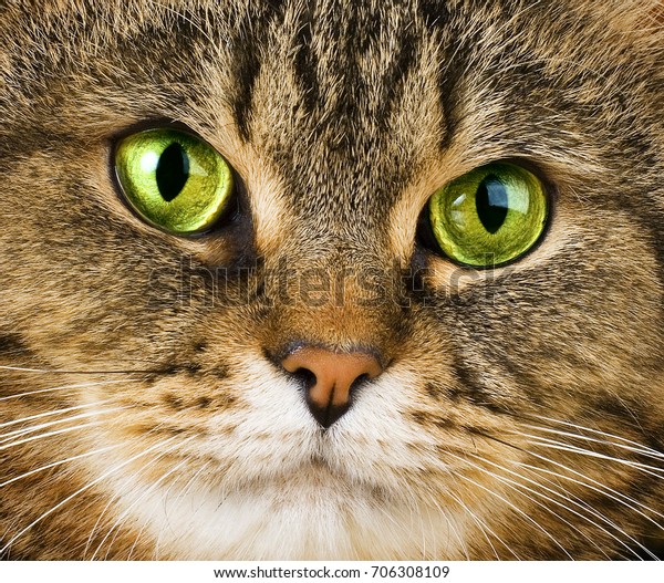 Brown Tabby Cat With Green Eyes - splash