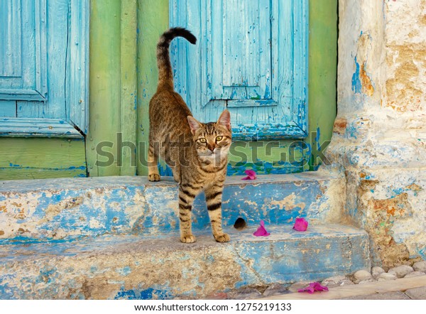 Brown Tabby Cat Kitten Standing On Stock Photo Edit Now 1275219133