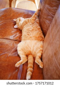 背中に横たわる茶色のタビー猫
