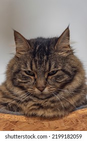 Brown Tabby Cat On Wooden Tree Stand With White Gray Background Wall