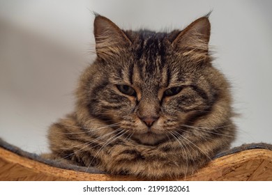 Brown Tabby Cat On Wooden Tree Stand With White Gray Background Wall