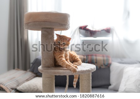 brown tabby cat plays on a scratching tower