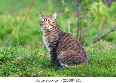 A brown tabby cat sits in the garden on the grass near a currant bush - Powered by Shutterstock