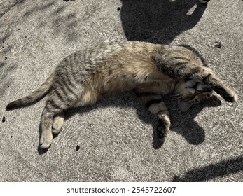 A brown tabby cat sleeping outdoors on a sunny day, lying on its back with its belly exposed. Its soft, striped fur glows in the sunlight, creating a peaceful and serene moment of relaxation in nature - Powered by Shutterstock