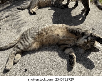 A brown tabby cat sleeping outdoors on a sunny day, lying on its back with its belly exposed. Its soft, striped fur glows in the sunlight, creating a peaceful and serene moment of relaxation in nature - Powered by Shutterstock