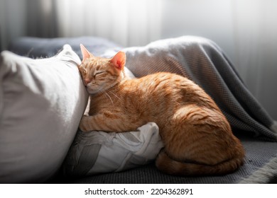 brown tabby cat sleeps on a white pillow under the light of the window - Powered by Shutterstock