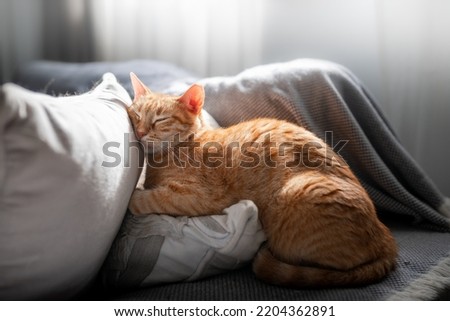 brown tabby cat sleeps on a white pillow under the light of the window