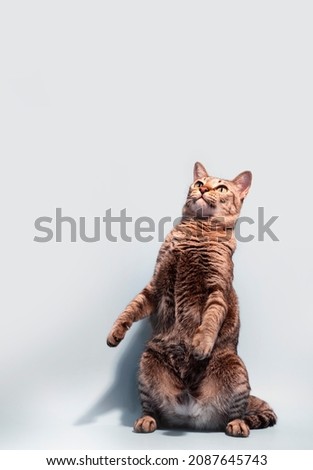 A brown tabby cat is standing on a white background. and lookup