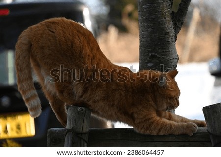 A brown tabby cat stretching on a tree