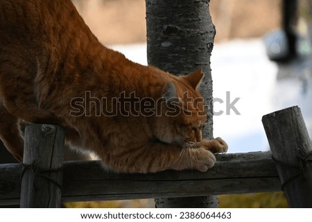 A brown tabby cat stretching on a tree