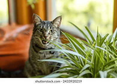 A brown tabby cat taking a bite of a spider plant