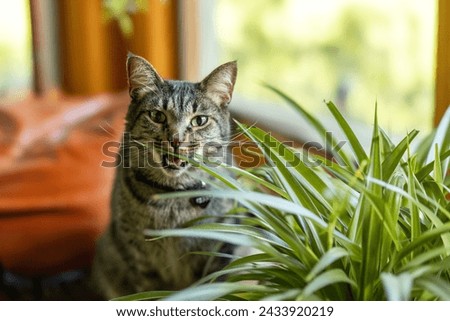 A brown tabby cat taking a bite of a spider plant
