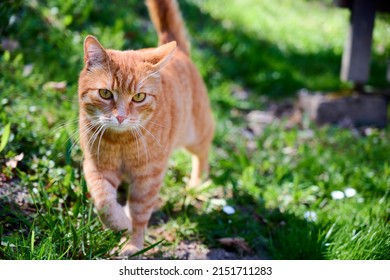 1,394 Cat Walking Towards Camera Stock Photos, Images & Photography 