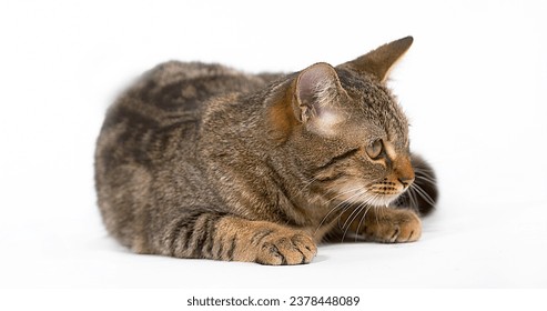 Brown Tabby Domestic Cat, Adult Laying against White Background