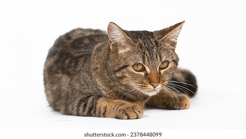 Brown Tabby Domestic Cat, Adult Laying against White Background