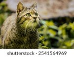 A brown tabby domestic cat perched in a grassy field, gazing away from the camera with its ears alert