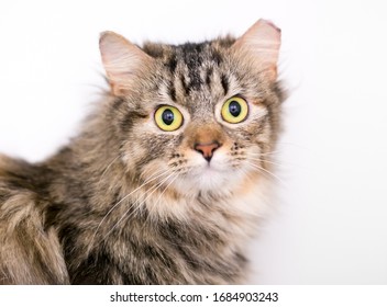 A Brown Tabby Domestic Medium Hair Cat With A Wide Eyed Expression, And Its Left Ear Tipped Indicating That It Has Been Spayed Or Neutered And Vaccinated As Part Of A Trap Neuter Return Program