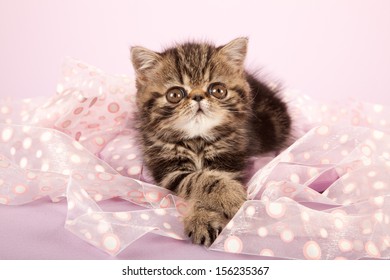 Royalty Free Exotic Kittens Stock Images Photos Vectors