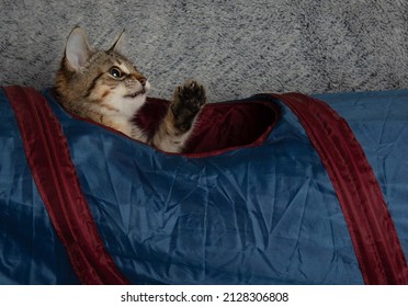 Brown Tabby Kitten Cat Pet In Blue Tunnel Looking Up With Paw Up