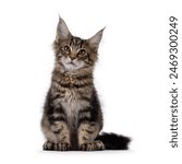 Brown tabby Maine Coon cat kitten with lots of attitude, sitting up facing front. Looking beside camera. Isolated on a white background.