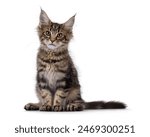 Brown tabby Maine Coon cat kitten with lots of attitude, sitting up facing front. Looking beside camera. Isolated on a white background.