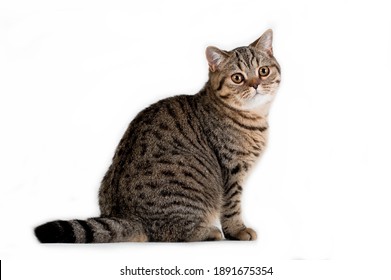 Brown tabby striped female british cat sitting in profile on white background in studio indoors, horisontal photo - Shutterstock ID 1891675354