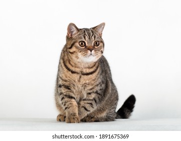Brown tabby striped female british cat sitting looking sideways on white background in studio indoors, horisontal photo - Shutterstock ID 1891675369