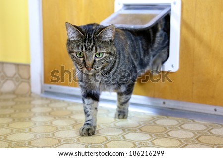 Brown tabby uses cat door to go in and out