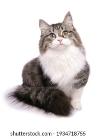 Brown Tabby And White Siberian Cat Isolated On A White Background