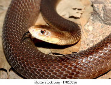 Brown Taipan