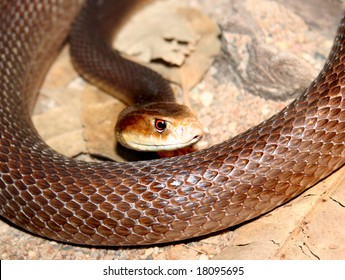 Brown Taipan