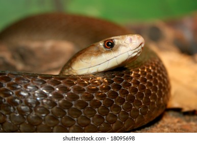 Brown Taipan