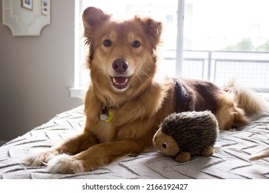 Brown And Tan Adult Collie German Shepherd Mixed Breed Mutt Dog Inside Resting On Bed With Hedgehog Squeaky Toy Smiling Looking Happy