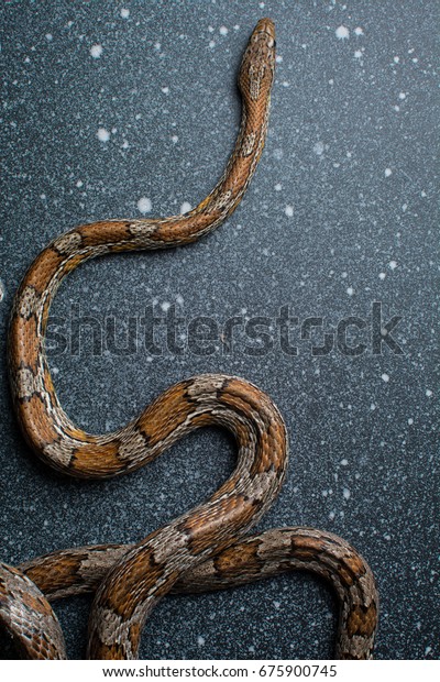 Brown Tan Corn Snake On Dark Stock Photo Edit Now 675900745