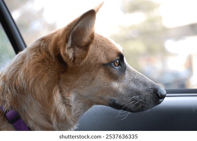 A brown and tan dog with attentive eyes gazes out the car window, captivated by the view outside. The image captures the dog's calm yet curious expression - Powered by Shutterstock