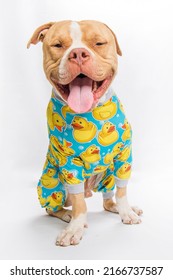 Brown Tan Fawn White American Bully Pit Bull Staffordshire Terrier Puppy Big Large Dog Wearing Rubber Ducky Duck Pajamas Isolated On White Background Silly Cute Happy Looking At Camera