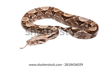 Brown and tan patterned boa constrictor snake with tongue flicking out