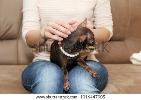 Brown Tan Shorthaired Russkiy Toy Russian Stock Image Download Now