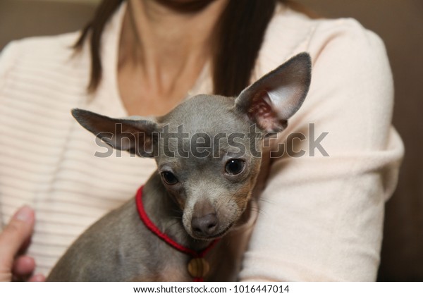 Brown Tan Shorthaired Russkiy Toy Russian Stock Photo Edit Now