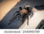 A brown tarantula on a wooden surface, its furry legs resting on the wood in Texas