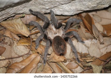 Brown Tarantula Spider On Austin Texas