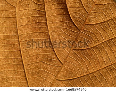 brown teak leaves texture, autumn background