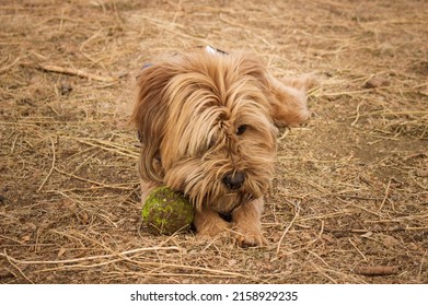 A Brown Terrier Dog Lying On The Ground With A Muddy Green Ball