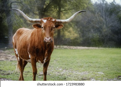 Brown Texas Longhorn cow portrait looking at camera with copy space on spring field background.