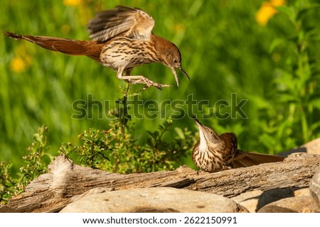 A Brown Thrasher attacking a rival