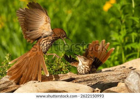 A Brown Thrasher attacking a rival