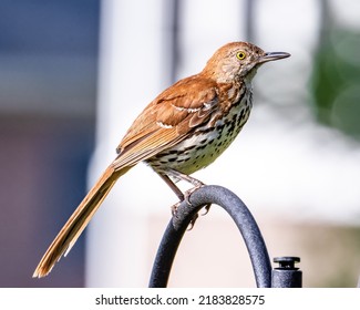 Brown Thrasher perched on a metal bar