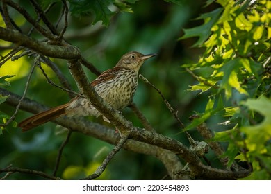 Brown Thrasher perched on a tree branch